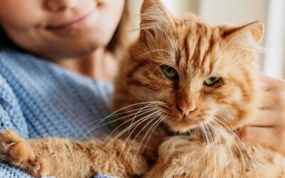Alles, was frische Katzenbesitzer wissen müssen