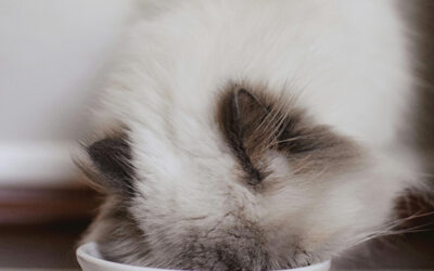 Gesunde Ernährung: So bleibt deine Katze fit und vital