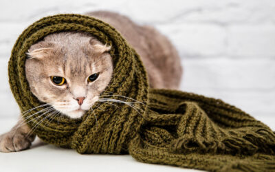 Katzenkrankheiten früh erkennen: Diese Warnsignale sollten Sie ernst nehmen