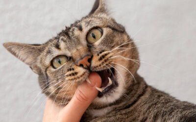 Zahngesundheit bei Katzen: Warum Zahnprobleme kein Randthema sind