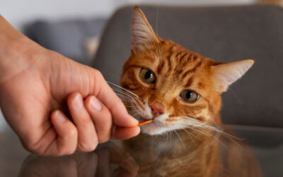 Katze im Notfall: Was tun, wenn jede Minute zählt?