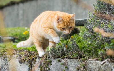 Wohnungskatze oder Freigänger? Gesundheitsrisiken, Pflege und Versicherung im Vergleich