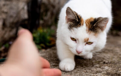 Parasiten bei Katzen: Flöhe, Würmer und Zecken frühzeitig erkennen und vorbeugen