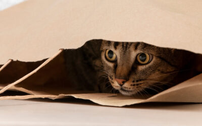 Stress bei Katzen erkennen: Häufige Ursachen, Anzeichen und wirksame Lösungen