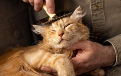 Fellwechsel bei Katzen im Frühling – Ursachen, Dauer & Pflegetipps