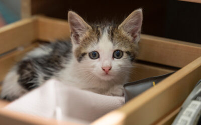 Frühjahrsputz mit Katze – Diese Haushaltsgefahren solltest du kennen
