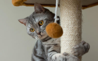 Katzen im Frühling beschäftigen – Spielideen gegen Langeweile