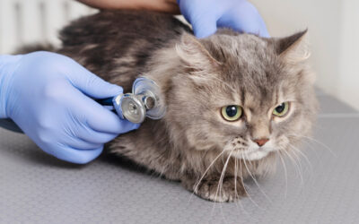 Gesundheitscheck für Katzen im Frühling – Diese Vorsorge ist sinnvoll