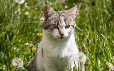 Katze an längere Tage gewöhnen – Verhalten im Frühling verstehen