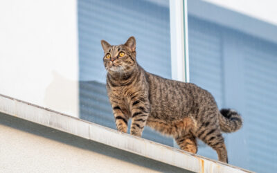 Sicherer Balkon für Katzen – so schützt du deinen Liebling richtig