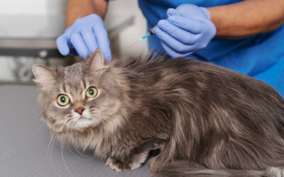 Impfungen bei Katzen – warum der Frühling der ideale Zeitpunkt ist