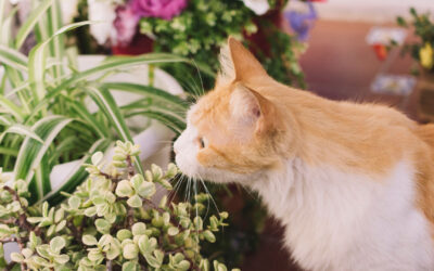 Gefahren im Garten für Katzen – diese Risiken solltest du kennen