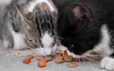 Katze richtig füttern im Frühling und Sommer