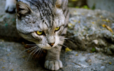 Revierverhalten bei Katzen im Frühling verstehen