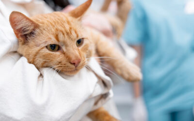 Erste Hilfe bei Katzen – was tun bei kleinen Verletzungen?