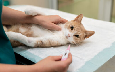 Die Katze zum Tierarzt bringen – So wird der Tierarztbesuch stressfrei