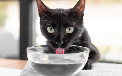 Katzen und Wasser – Warum trinken viele Katzen zu wenig?