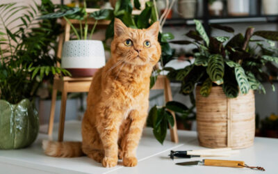 Giftige Pflanzen für Katzen – Diese Gefahren lauern im Haushalt undGarten