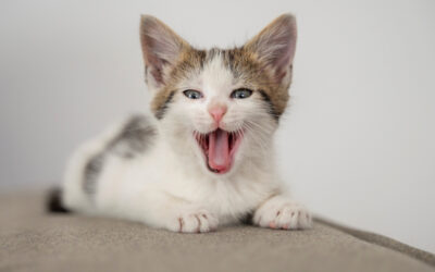 Die Sprache deiner Katze verstehen – Körpersprache, Miauen und Verhalten richtig deuten