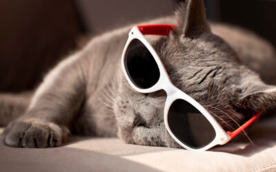 Urlaub mit oder ohne Katze? So planst du die schönste Zeit des Jahres stressfrei