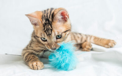 Katzen richtig beschäftigen – So bleibt dein Stubentiger körperlich und geistig fit