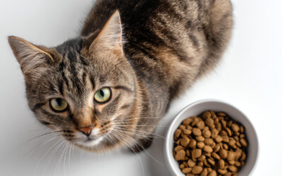 Was kostet eine Katze wirklich? Mit diesen Ausgaben solltest du rechnen